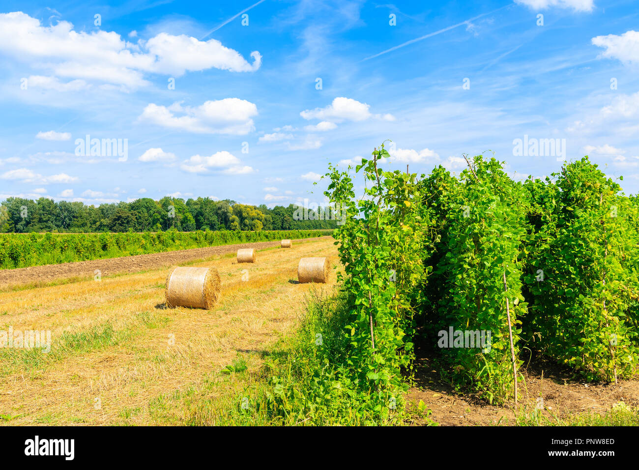 Hay bales and hops growing on field near Cracow city on summer day with beautiful sunny sky and white clouds, Poland Stock Photo