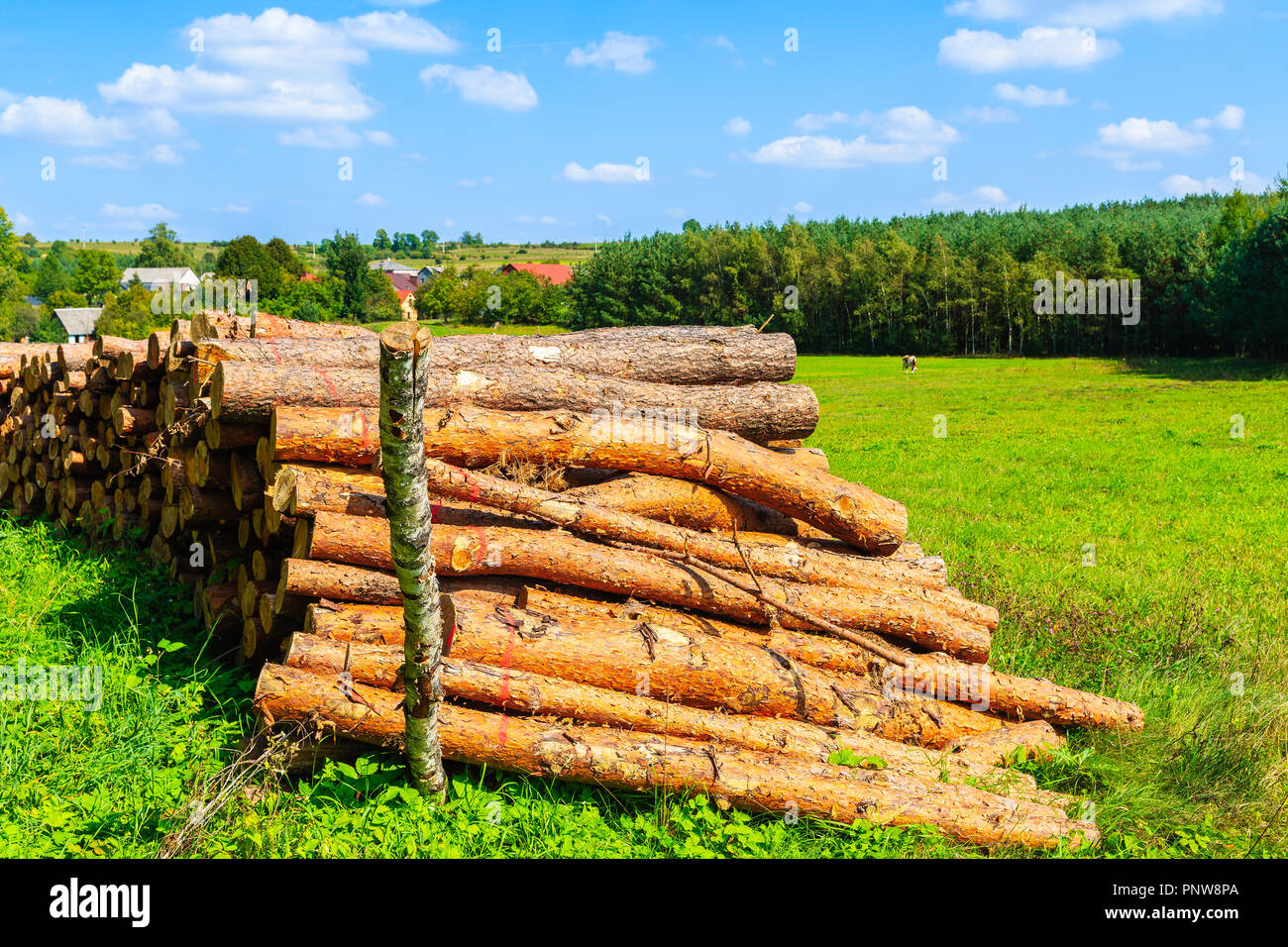 Wood logs on green meadow on sunny summer day near Olkusz town, Poland Stock Photo