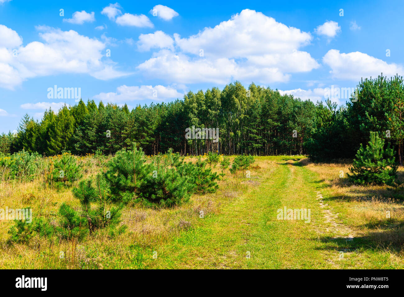 Forest and green fields on sunny summer day near Olkusz town, Poland Stock Photo