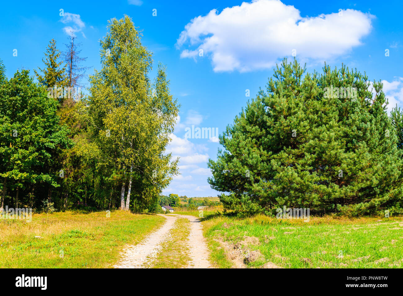 Rural road and green trees on sunny summer day near Olkusz town, Poland Stock Photo