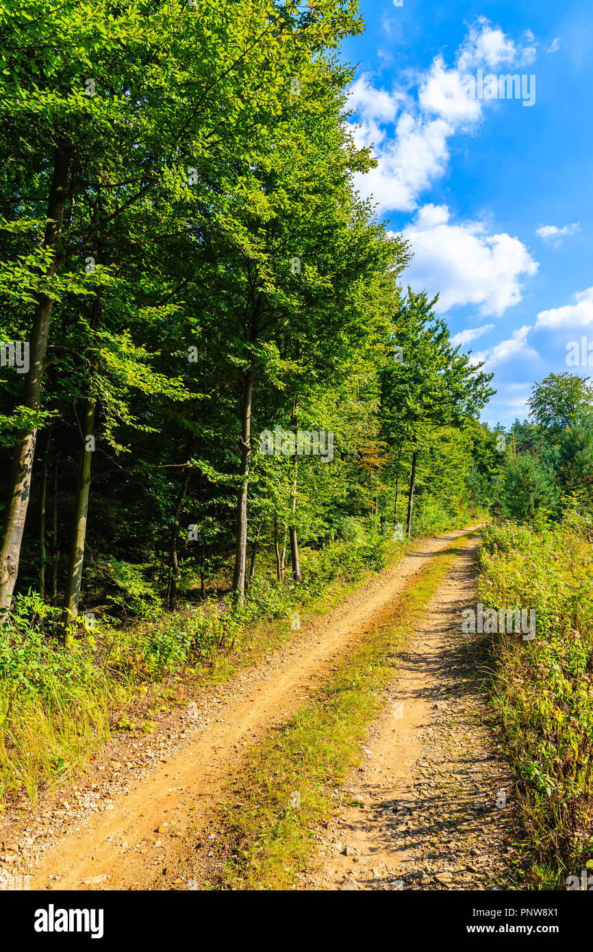 Rural road and green trees on sunny summer day near Olkusz town, Poland Stock Photo