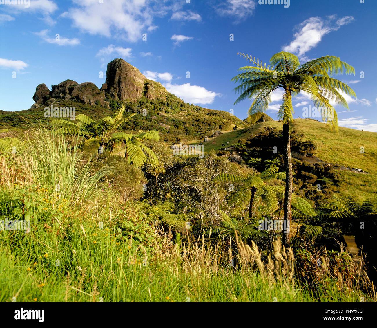 New Zealand. North Island. Landscape with rock outcrop on hill and tree ferns. Stock Photo
