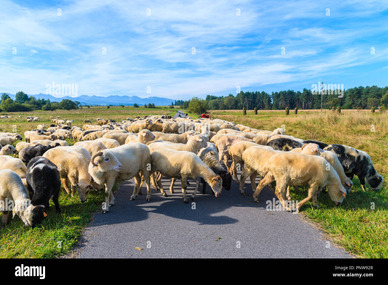 Sheeps grazing on green meadow near cycling track in Czarny Dunajec village, Tatra Mountains, Poland Stock Photo