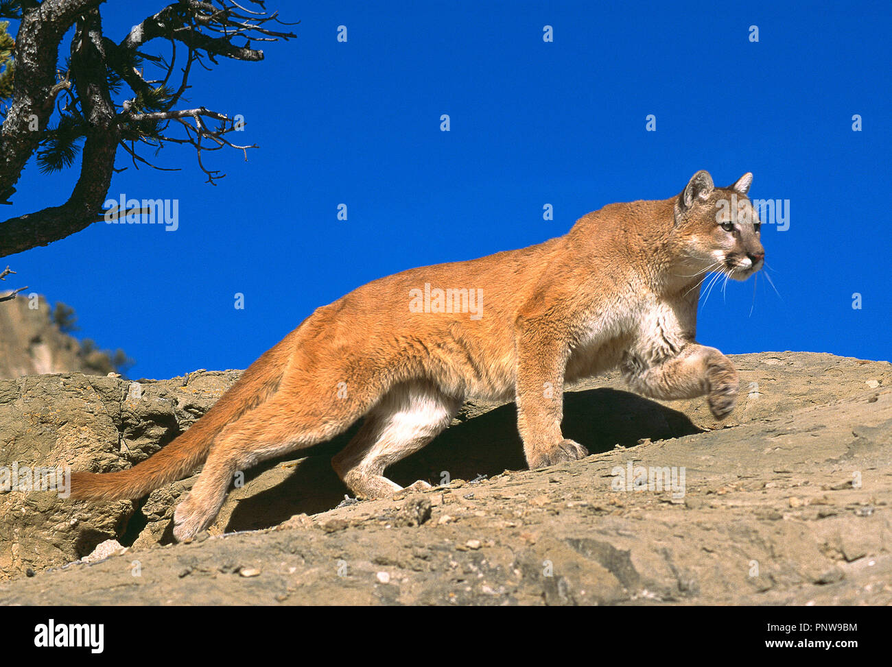 USA. Montana. Mountain Lion prowling along rock. Stock Photo
