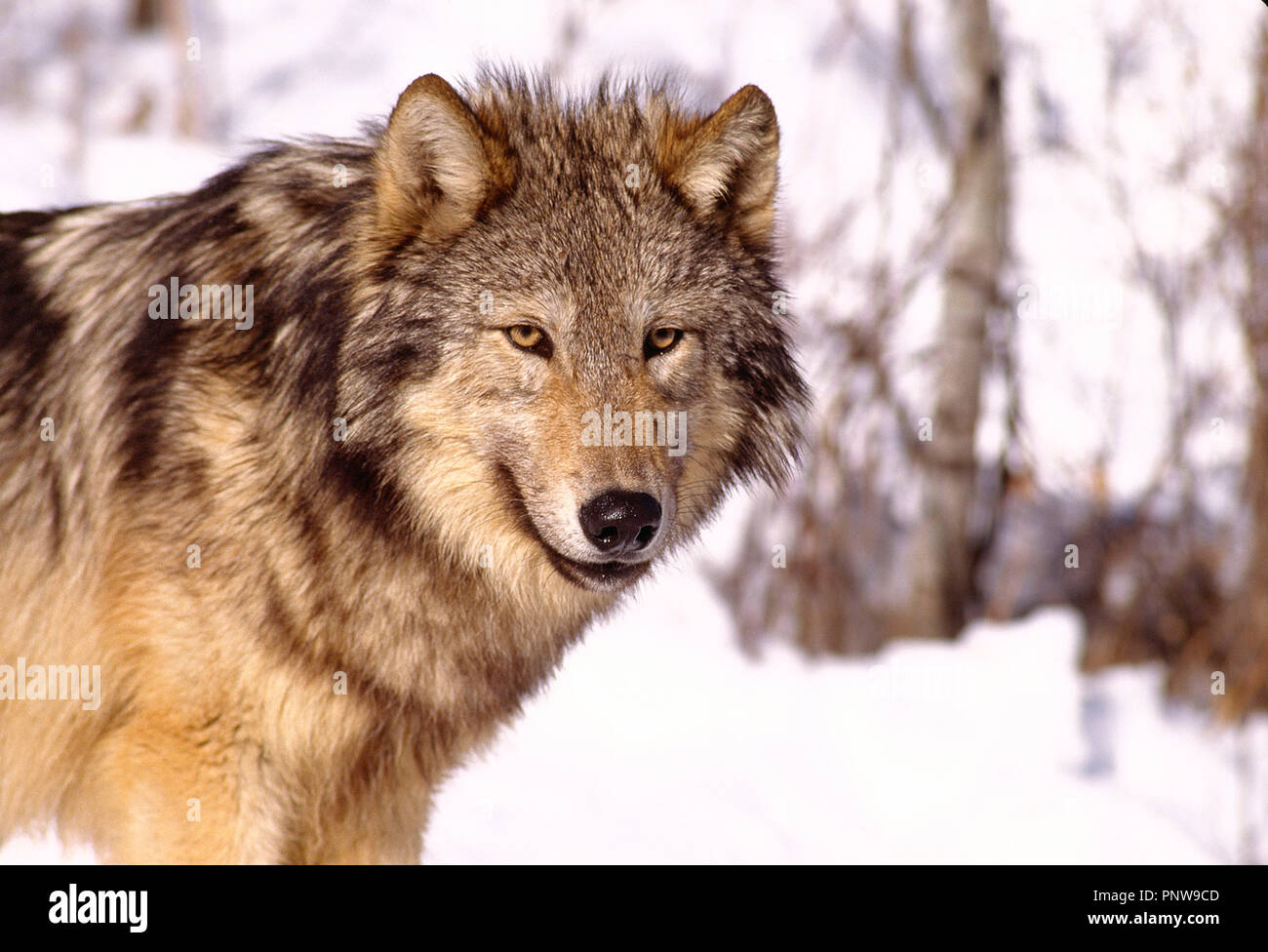 Close up of lone grey Wolf in winter snow. North America. Stock Photo