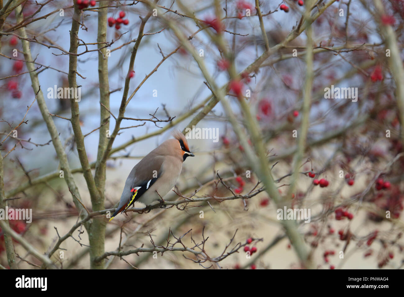 English hawthorn tree hi-res stock photography and images - Alamy