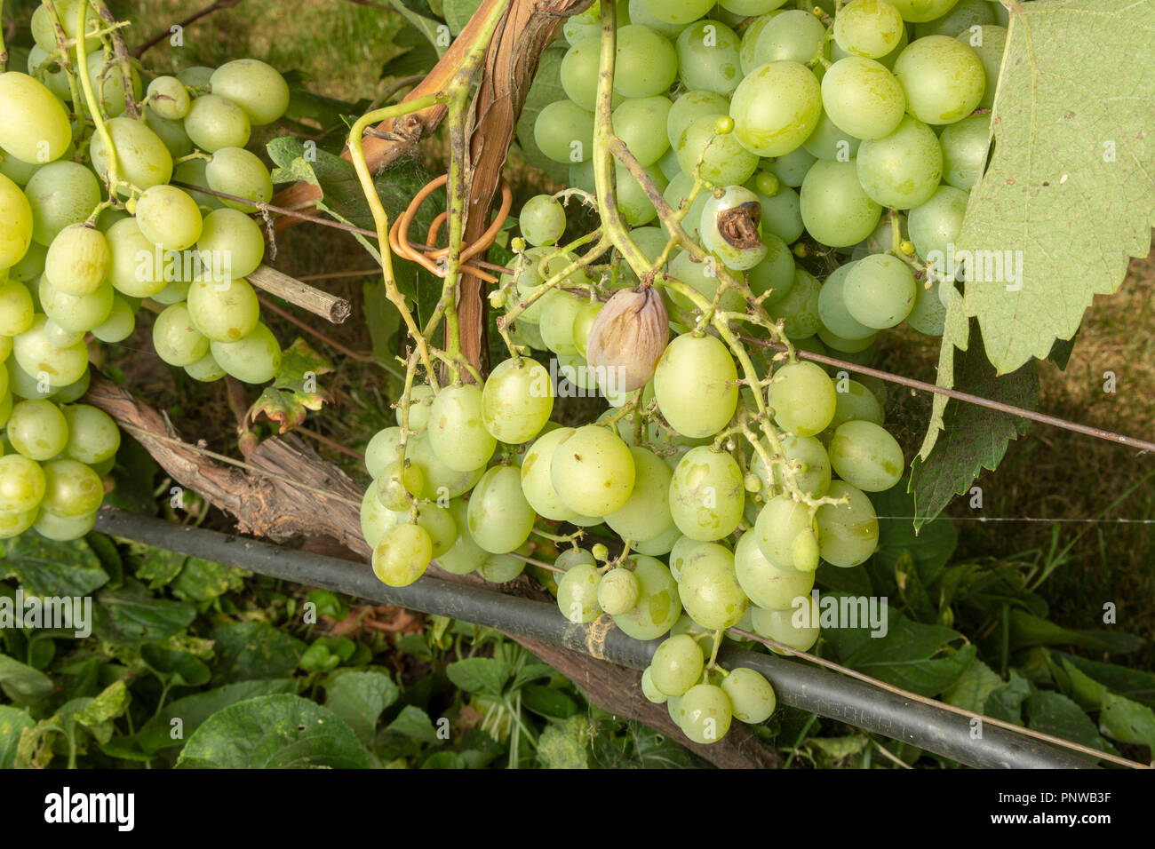 Grape disease closeup damage to rot and parasites. The concept of
