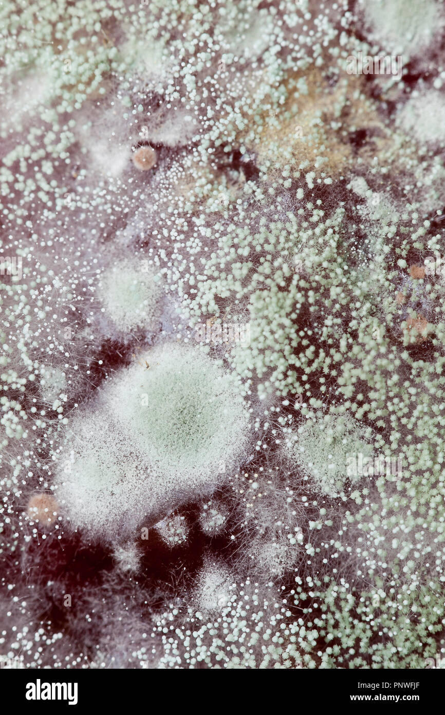 Harmful moulds hires stock photography and images Alamy