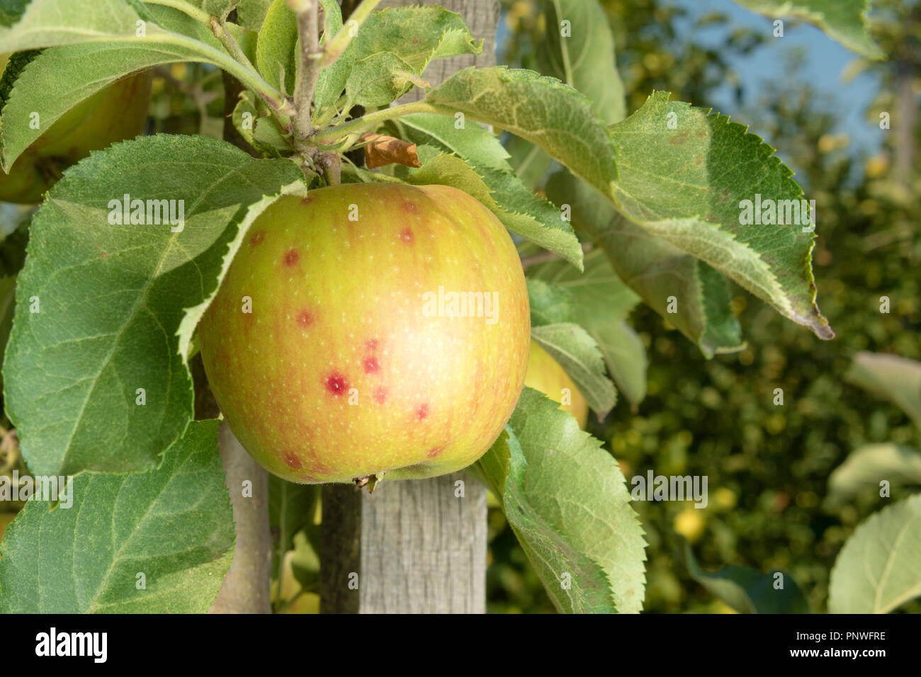 Disease of leaves and vines of apples closeup of damage to rot and