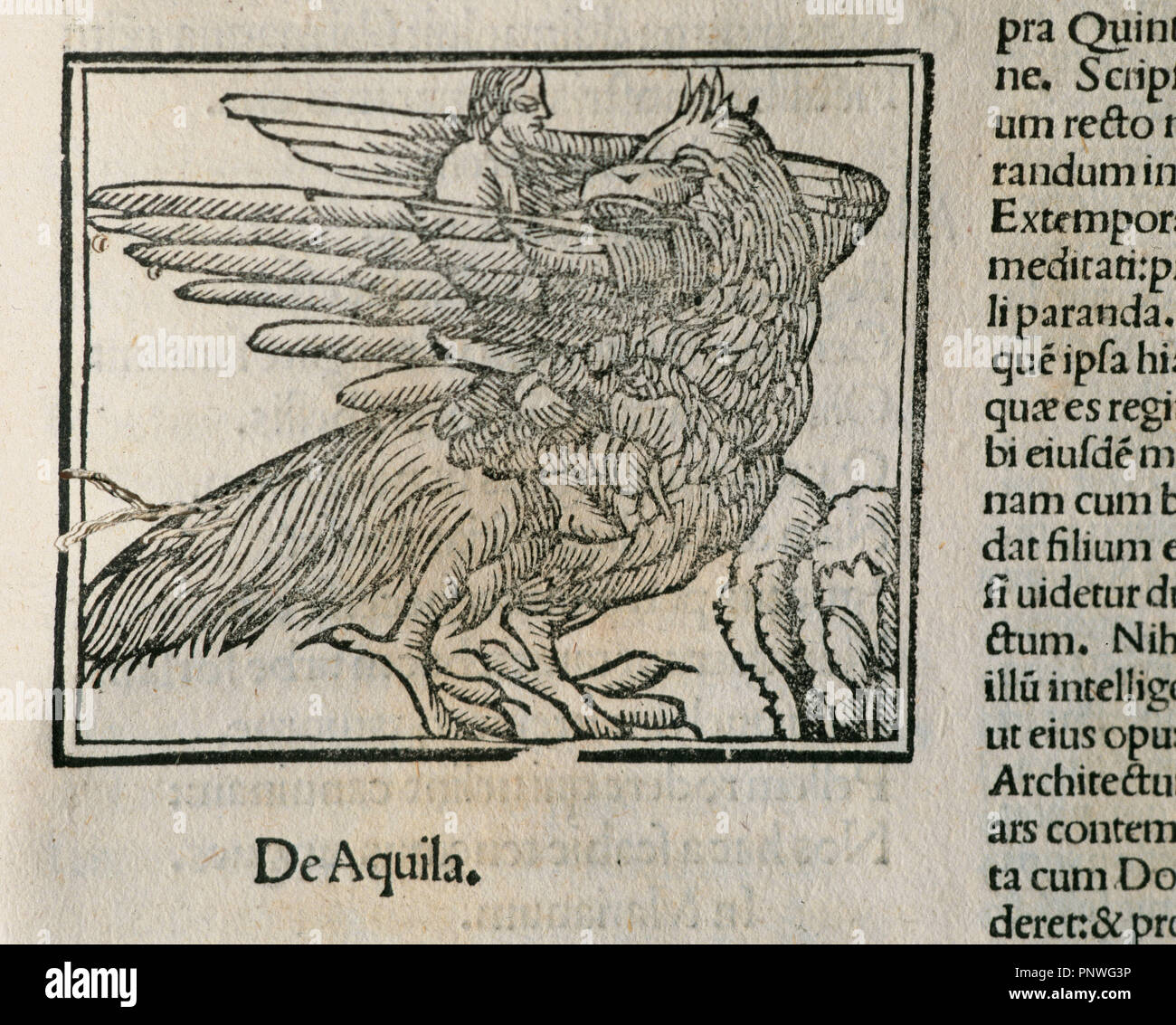 Eagle. Detail of the book Epigrams by Martial (40-104), latin poet. Latin edition. Venice. 1514. Stock Photo