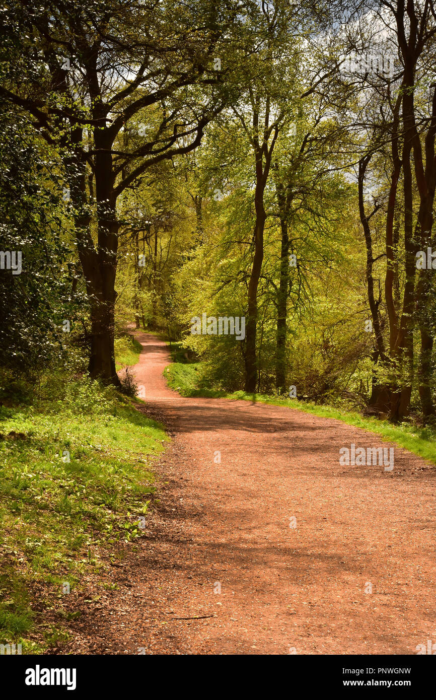 Footpath in woods hi-res stock photography and images - Alamy