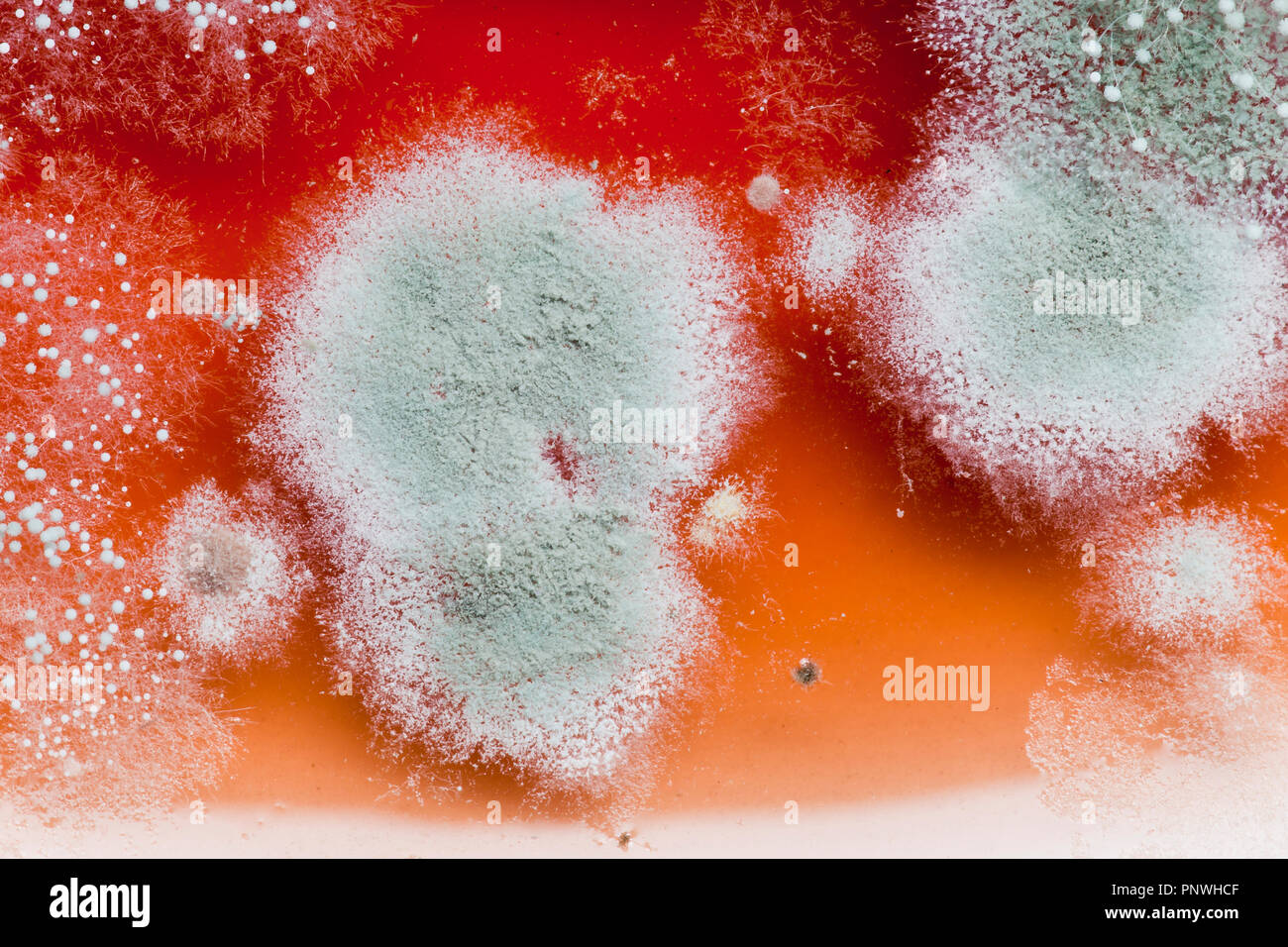 Mold growing on strawberry jam (moldy jam, mouldy jam, moldy food