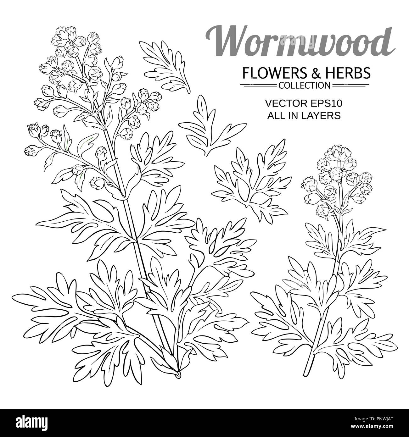 wormwood vector set on white background Stock Vector