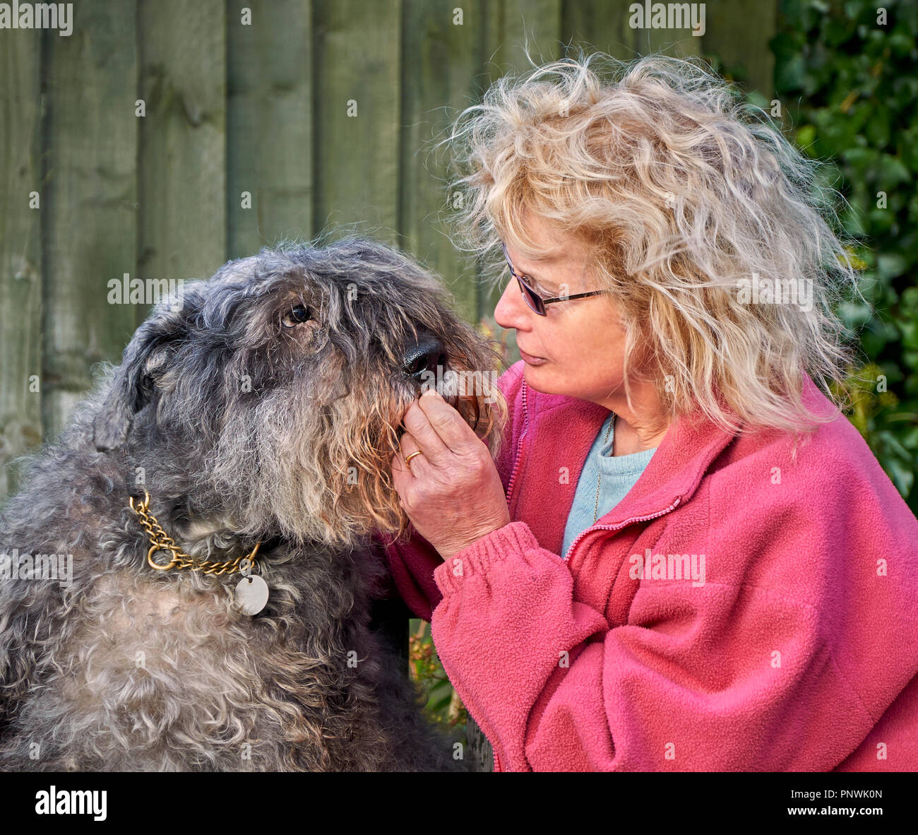 A pet dog (Bouvier des Flandres) and her loving owner share an intimate moment over a biscuit Stock Photo