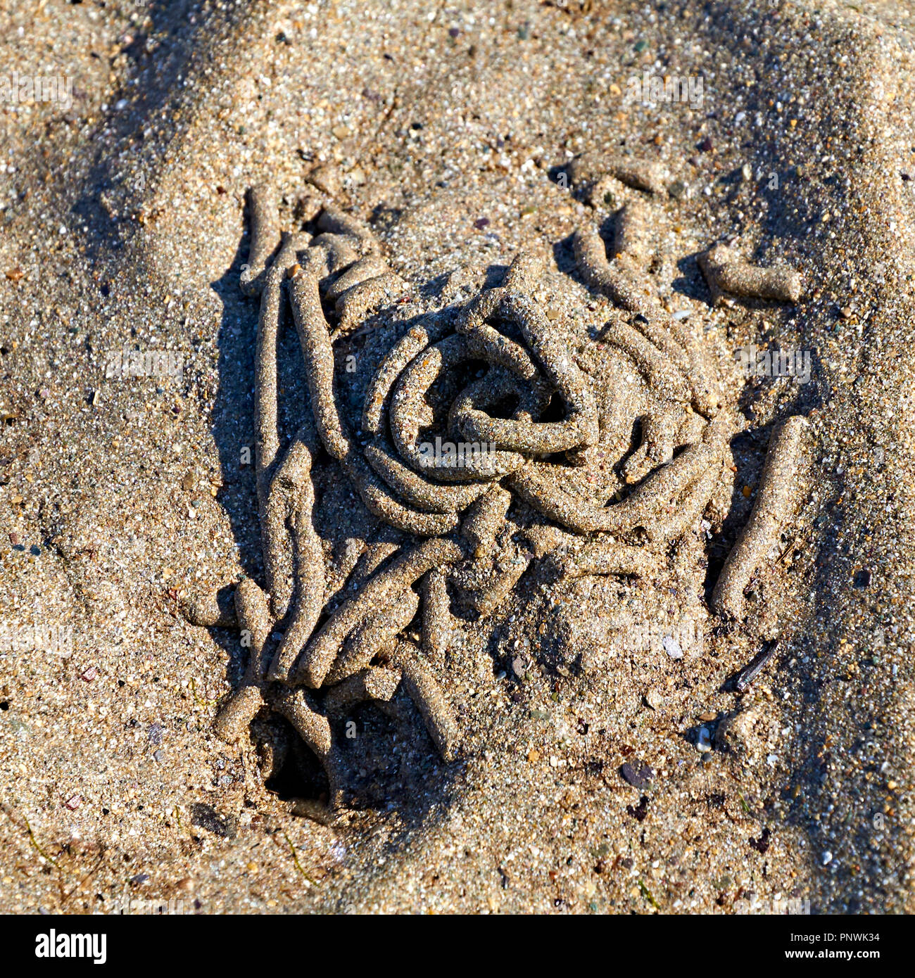 Worm cast in sand on a beach Stock Photo