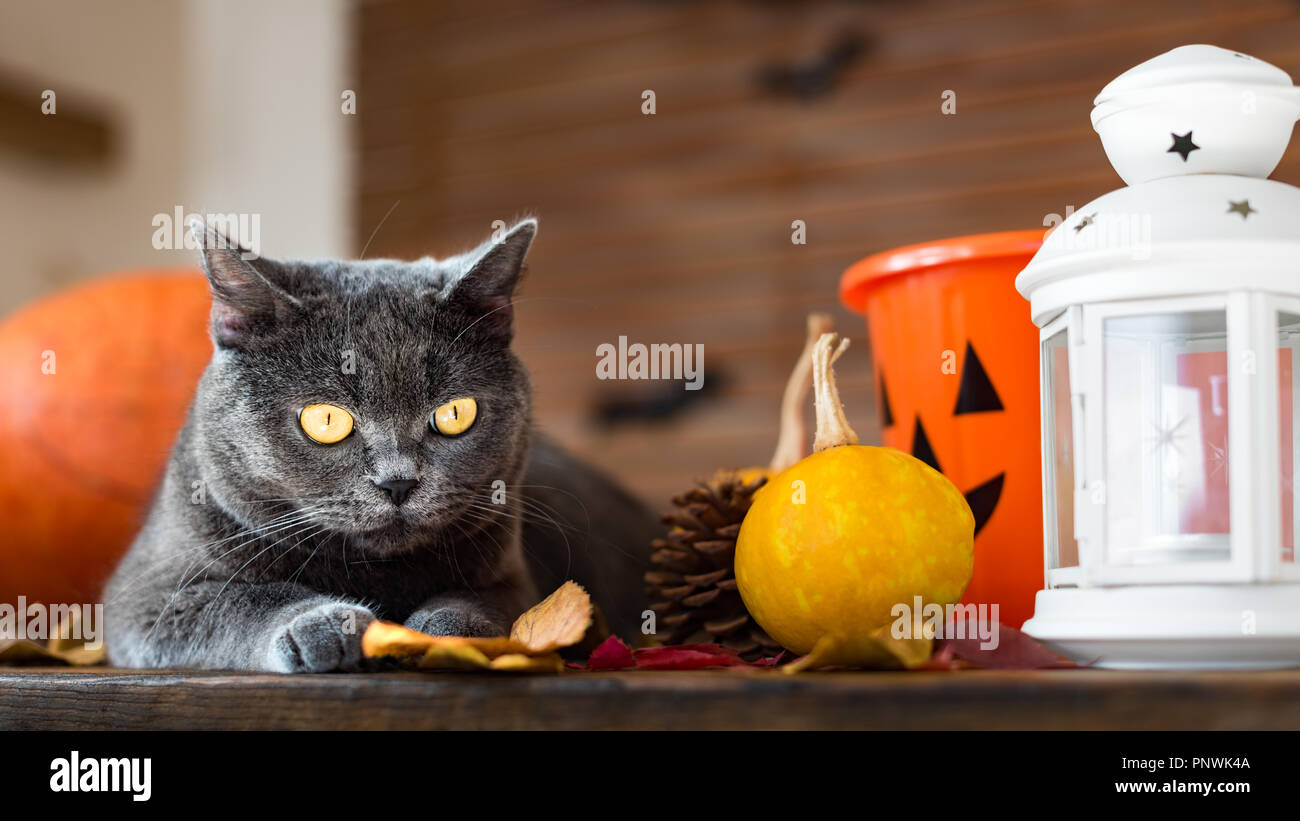 Gorgeous grey cat lying down on a table with Halloween and Autumn themed decorations. Stock Photo