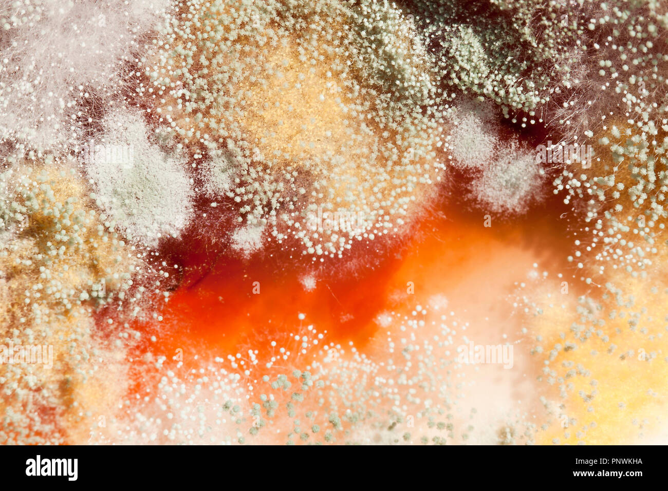 Mold growing on strawberry jam (moldy jam, mouldy jam, moldy food, mouldy food) close up macro - USA Stock Photo