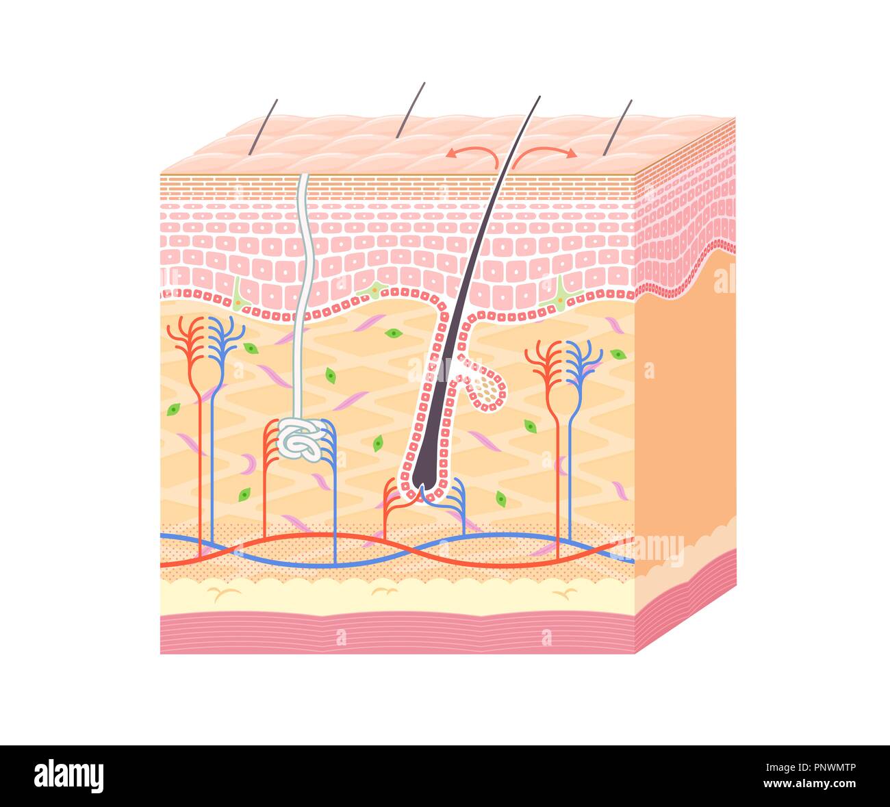 Structure in the skin no notation Stock Vector Image & Art - Alamy