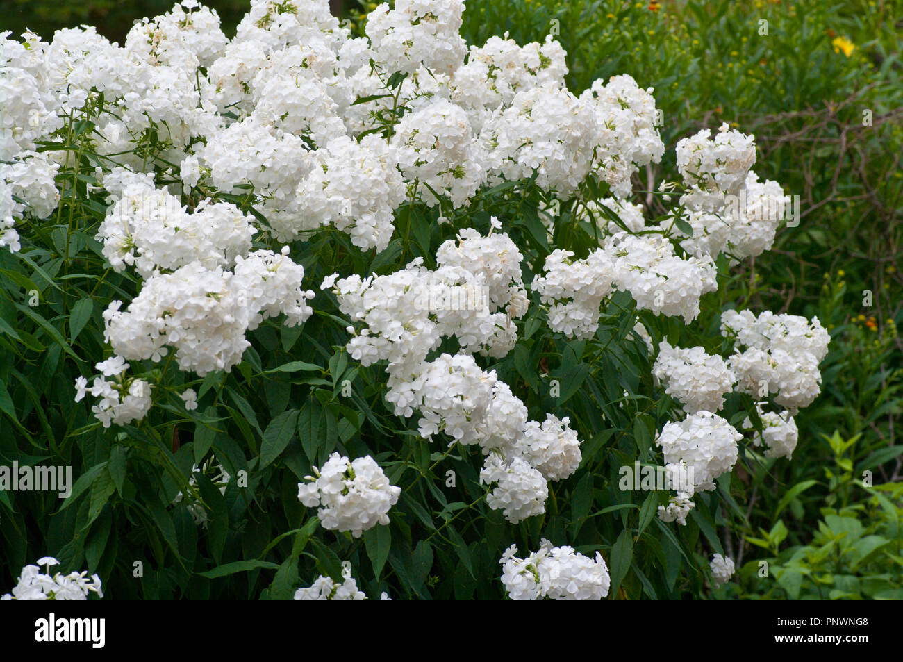 White Perennial  Phlox Flower Heads Flowers Stock Photo