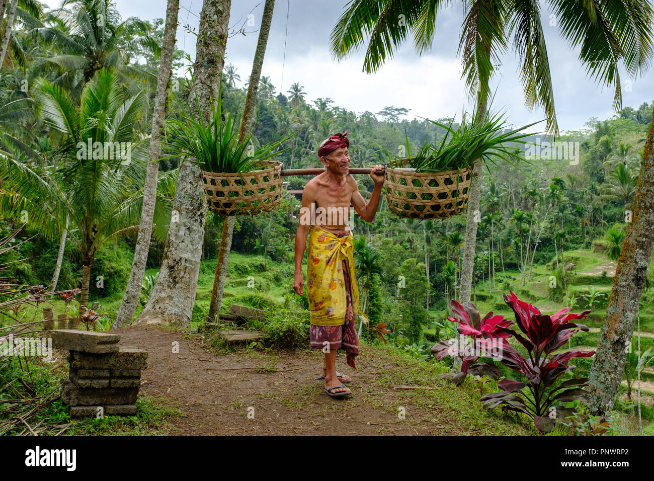 A local worker at the Tegallalang Rice Terrace in Bali, Indonesia Stock Photo