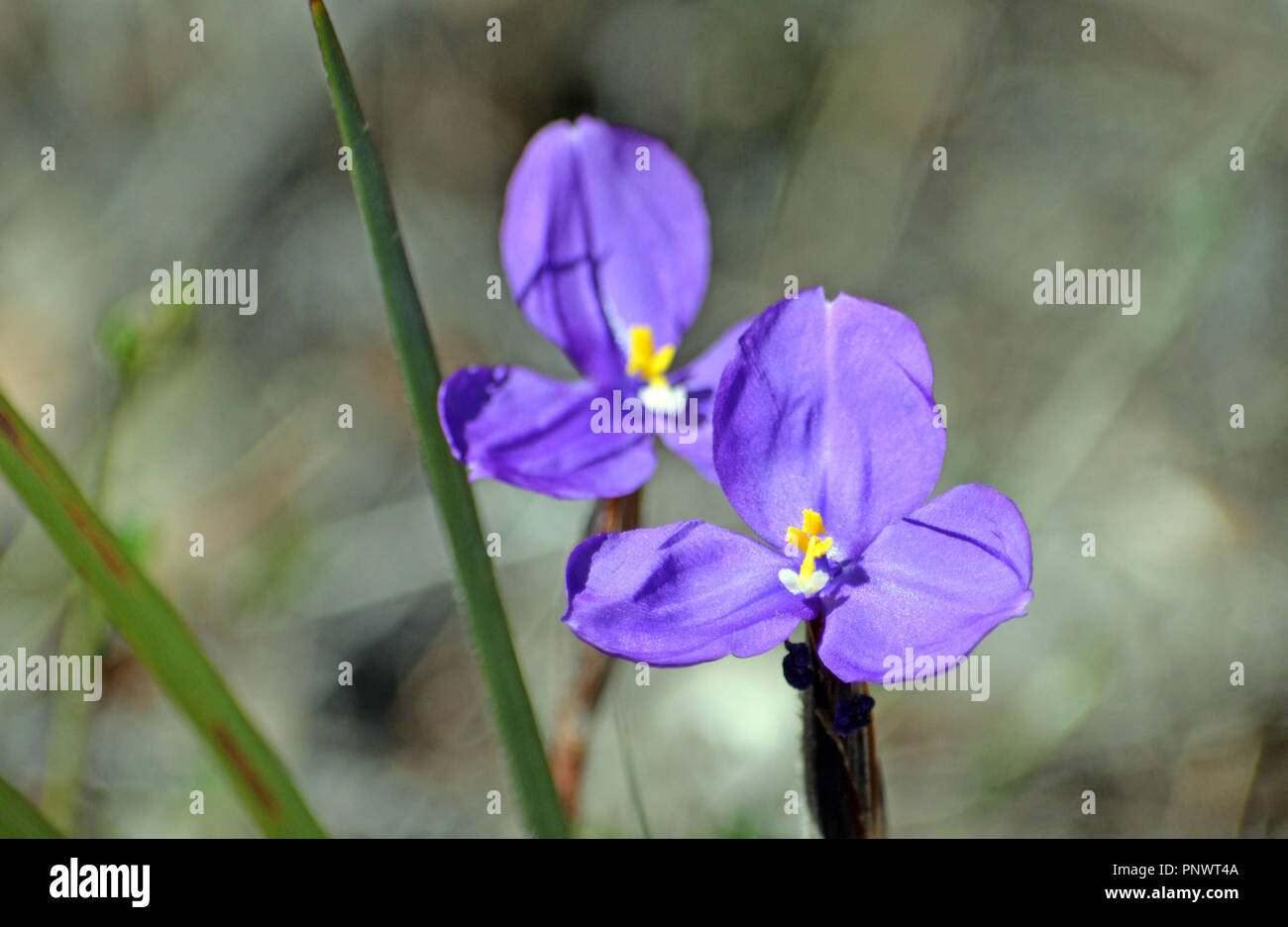 Australian native wildflower, the silky purple flag iris, Patersonia sericea, family Liliaceae, Royal National Park, Sydney, NSW, Australia Stock Photo