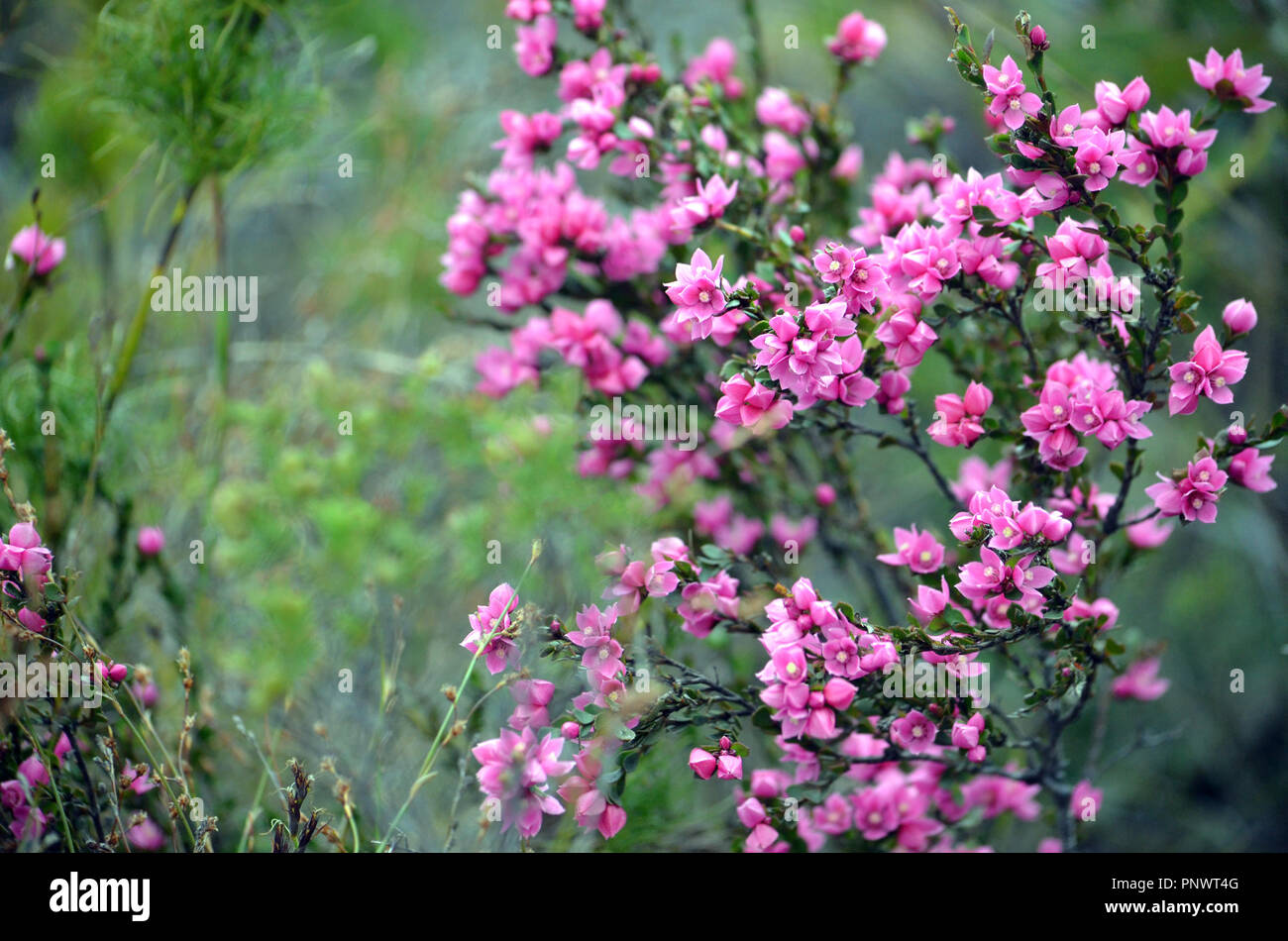 Deep pink flowers of the Australian Native Rose, Boronia serrulata, family Rutaceae, Royal National Park, Sydney, NSW, Australia. Spring flowering. Stock Photo