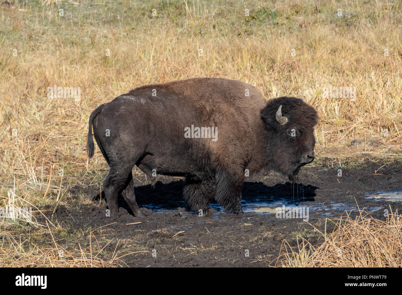 Male American bison (Bison bison) in wallow in Yellowstone National Park Stock Photo