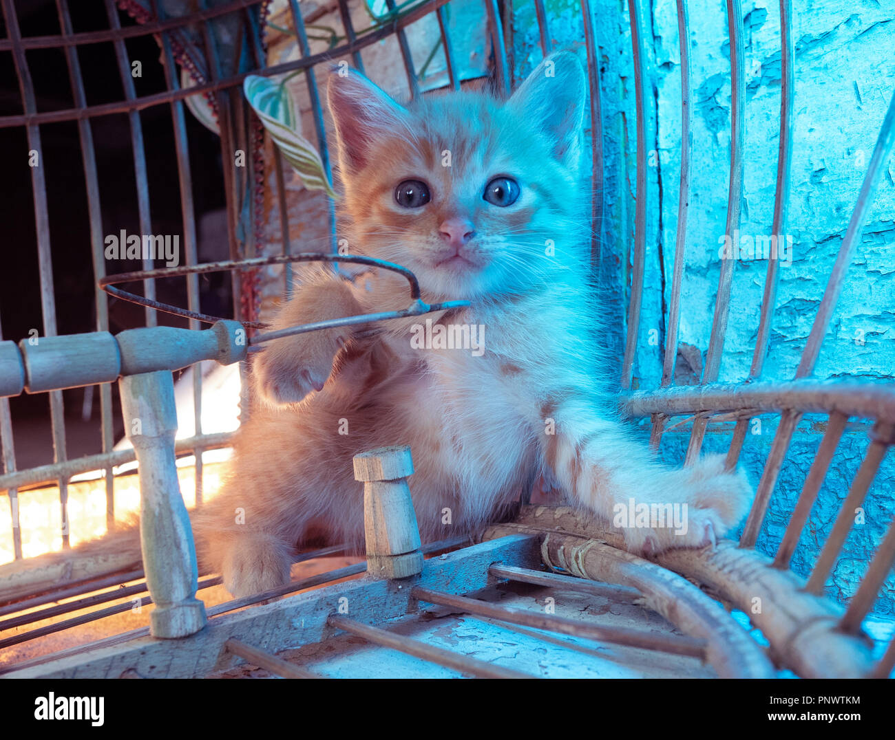 Small adorable ginger kitten with blue eyes sitting in the old bird