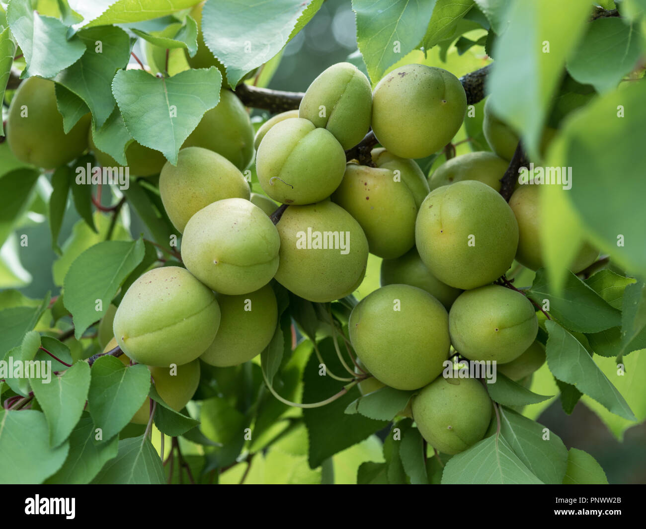 Green apricot deals