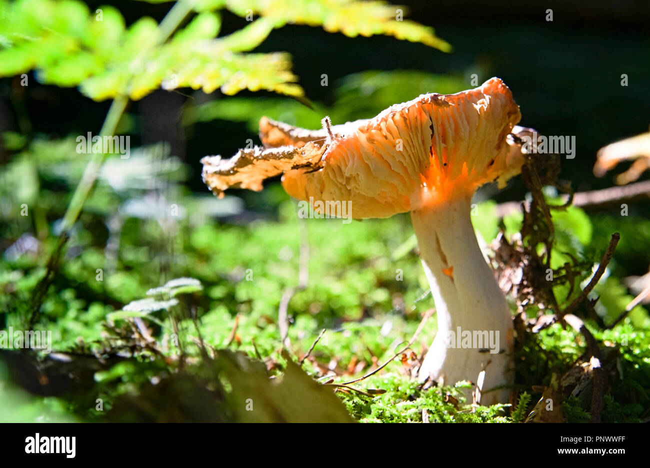 mushroom and Moss in the forest Stock Photo