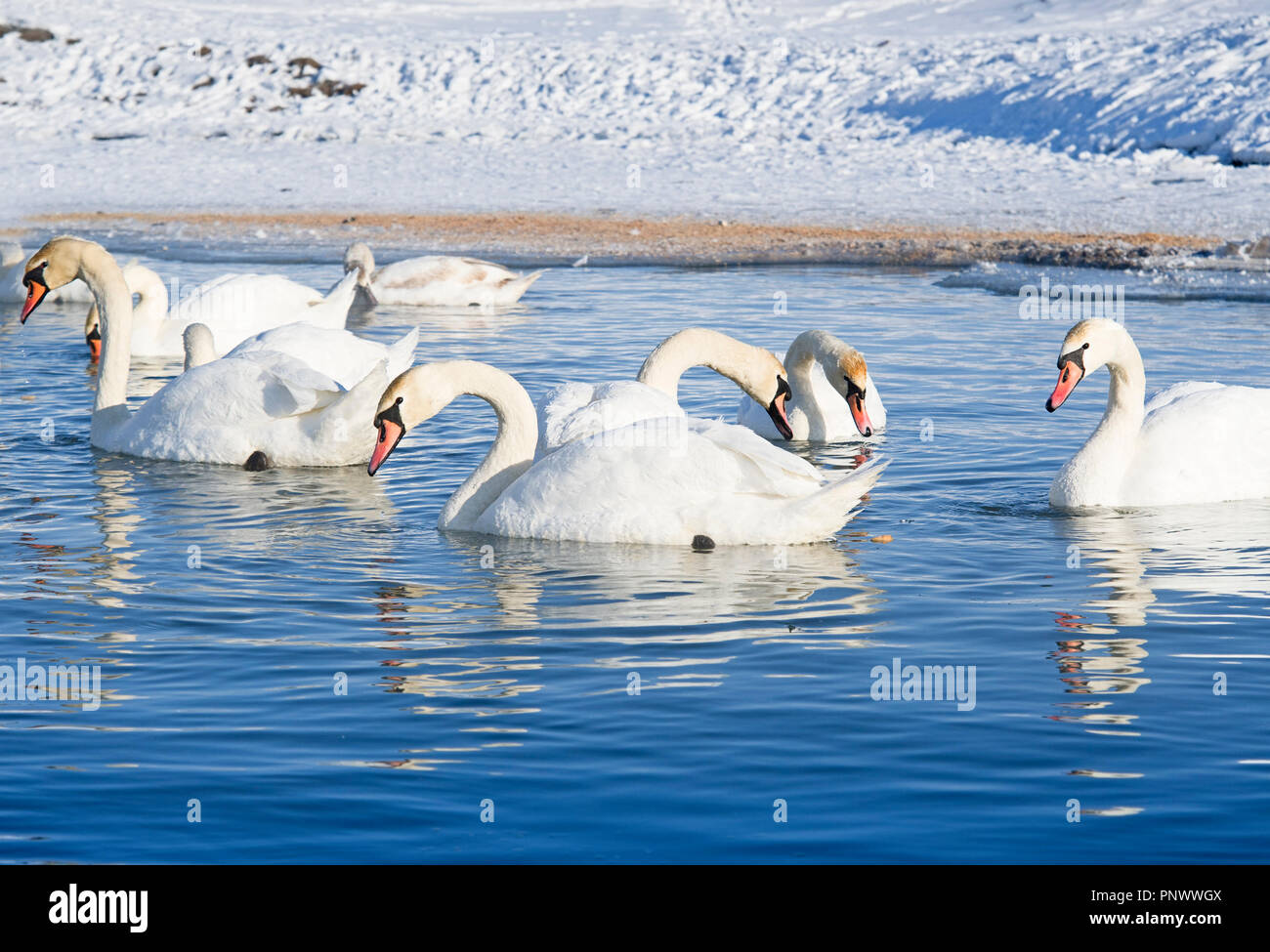 swans swimming in the lake in winter Stock Photo