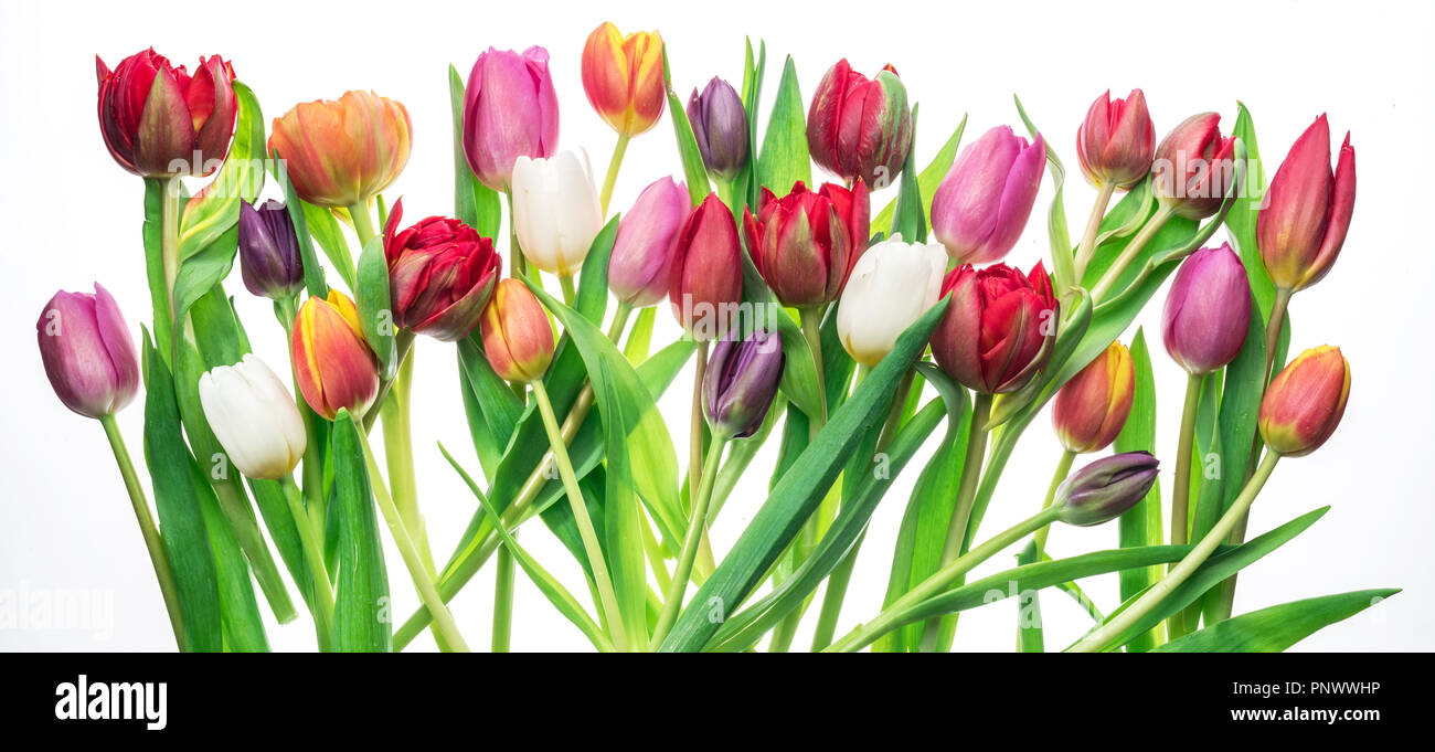 Colorful bouquet of tulips on white background. Spring background Stock ...