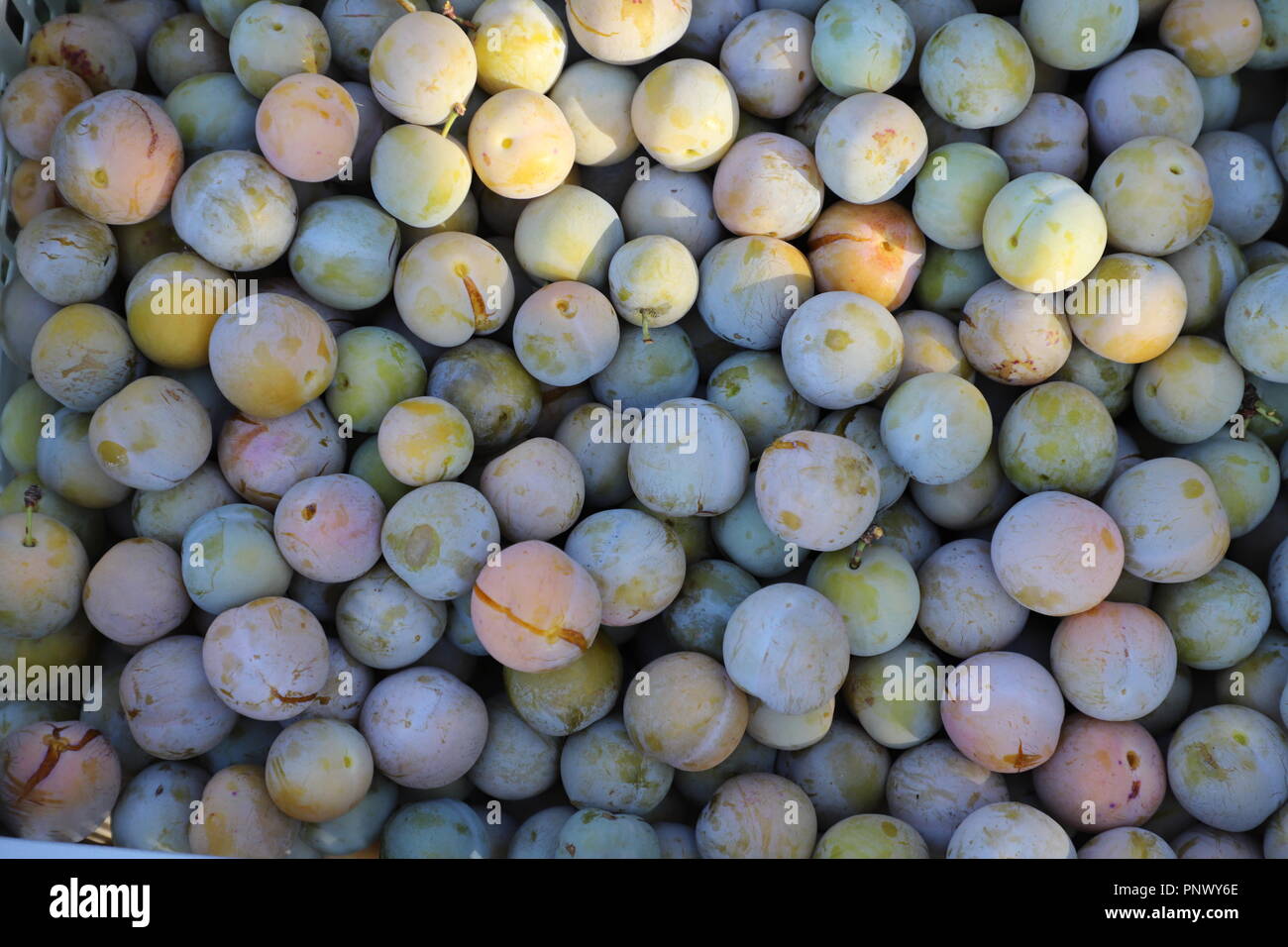 The greengage summer hi-res stock photography and images - Alamy