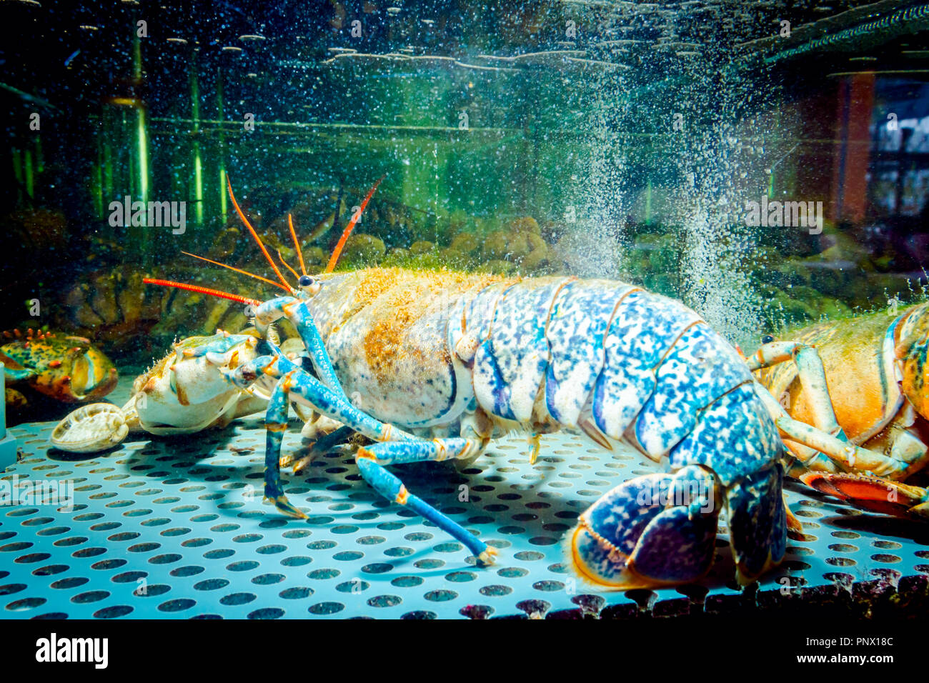 Live exotic and expensive crayfish with tied claws are in aquarium, tank at traditional seafood restaurant for sale. Stock Photo