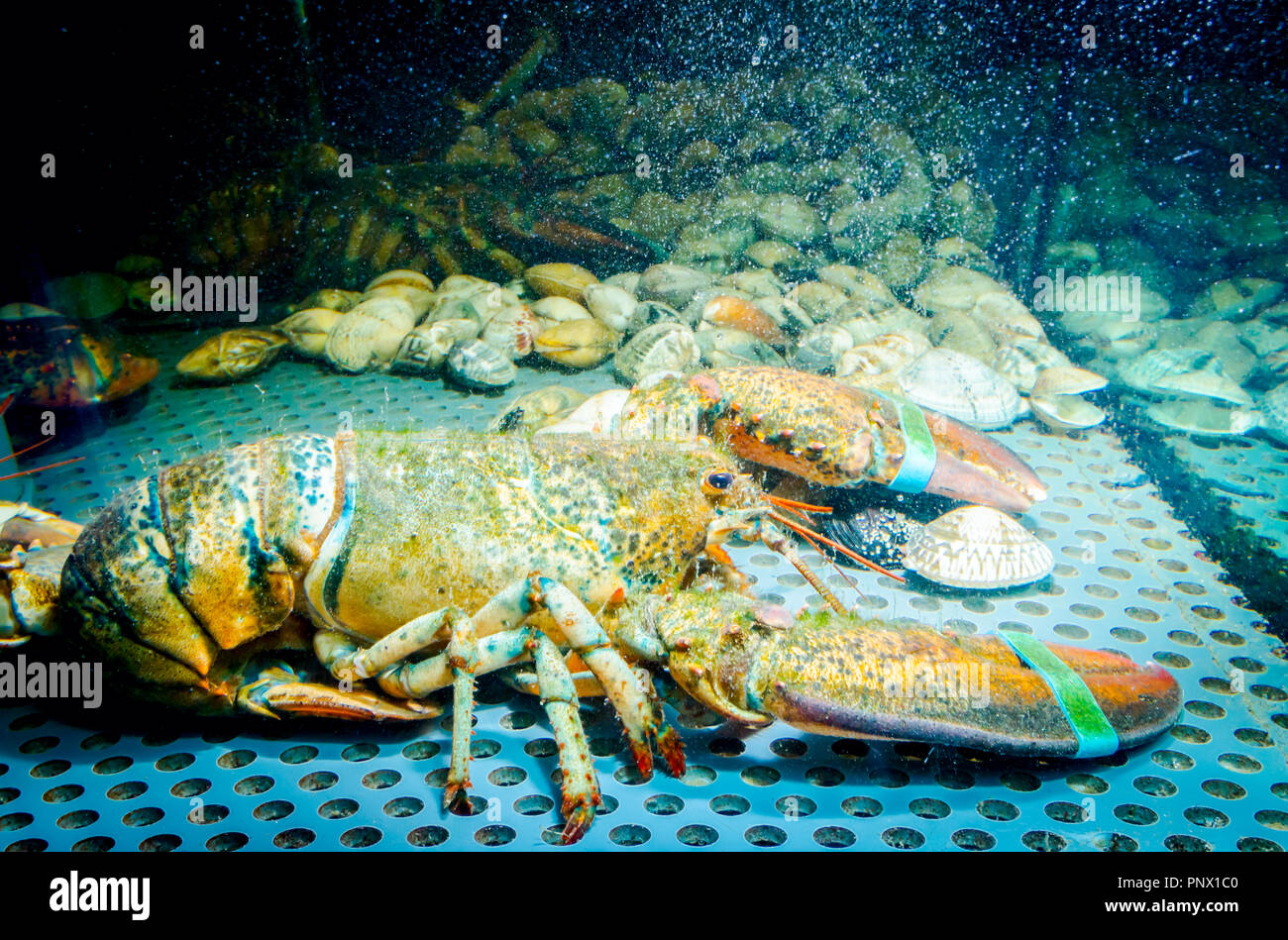 Live exotic and expensive crayfish with tied claws are in aquarium