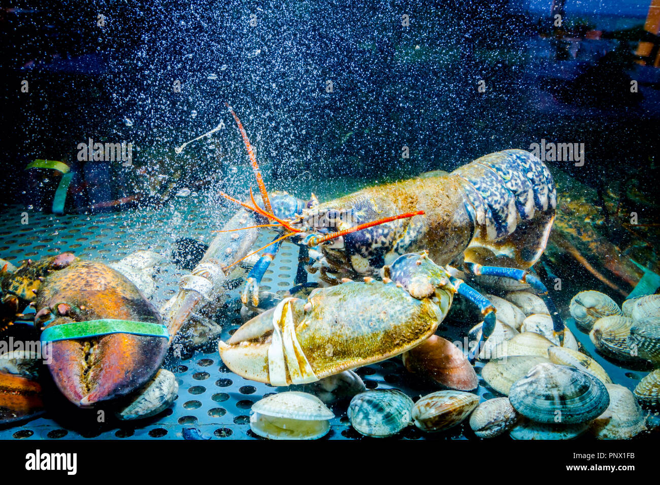 Live exotic and expensive crayfish with tied claws are in aquarium