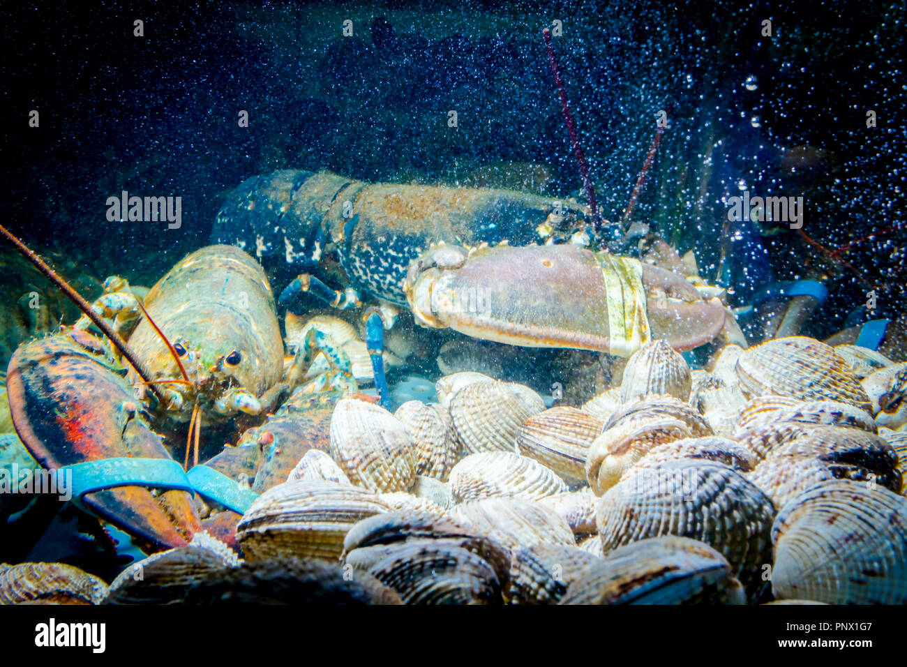Live exotic and expensive crayfish with tied claws on pile of clams are in aquarium, tank at traditional seafood restaurant for sale. Stock Photo