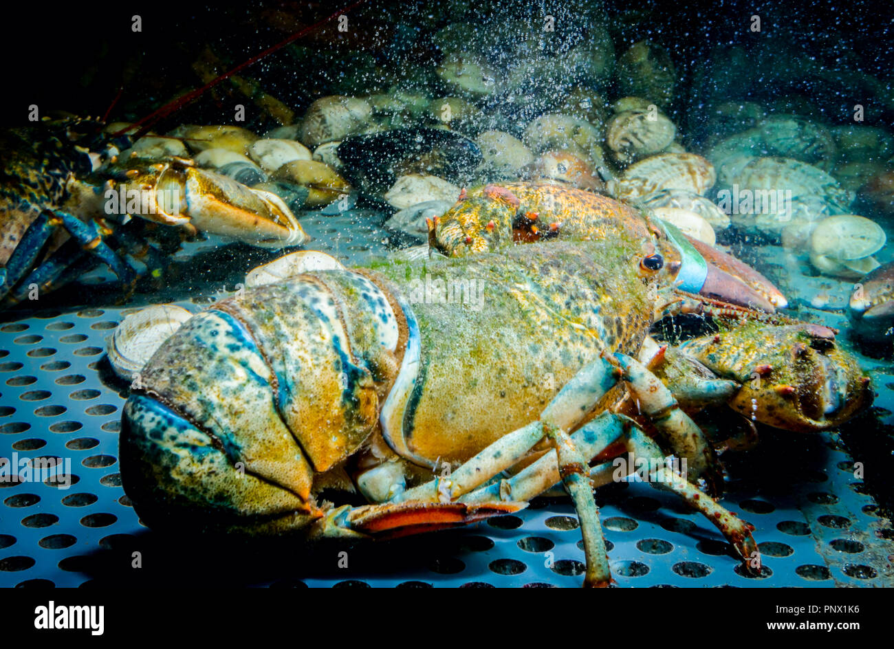 Live exotic and expensive crayfish with tied claws are in aquarium