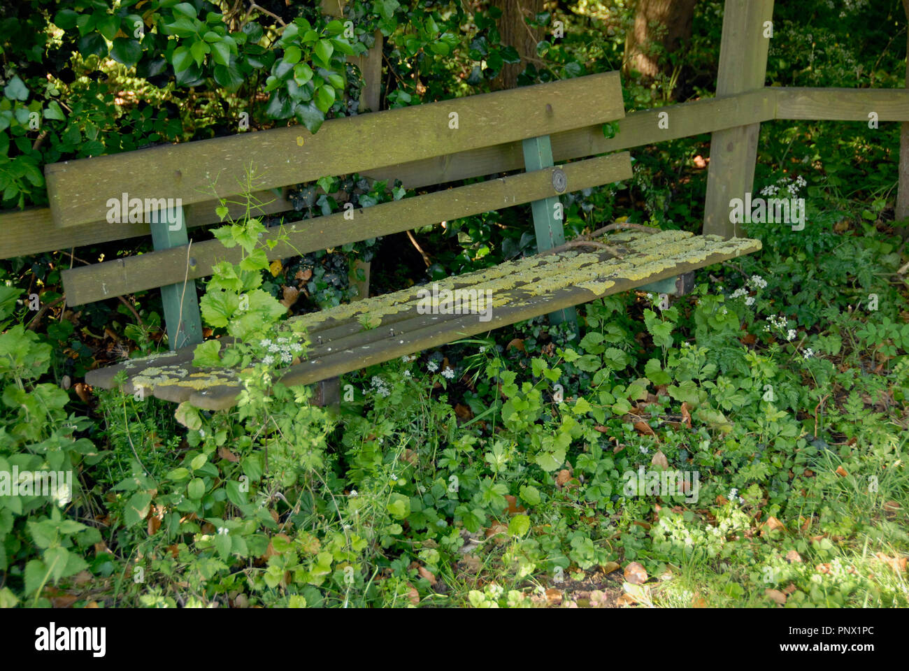 Ancient wooden seat in overgrown spot by footpath Stock Photo