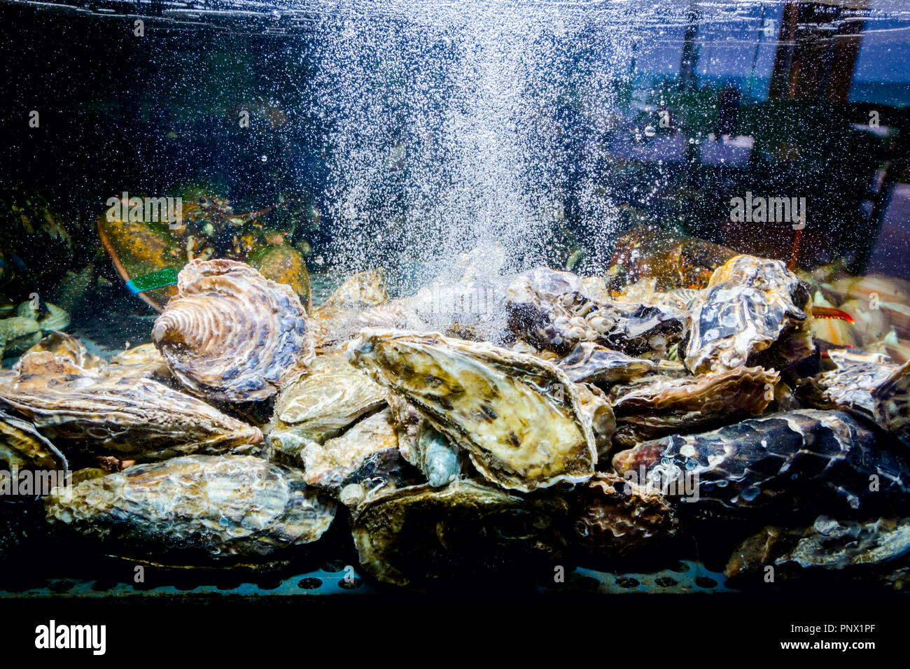 Live oysters for clearance sale for fish tank