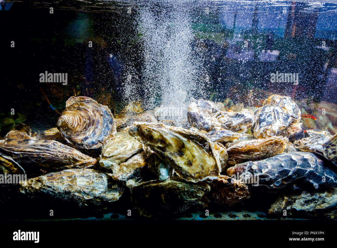 Live oysters for clearance sale for fish tank