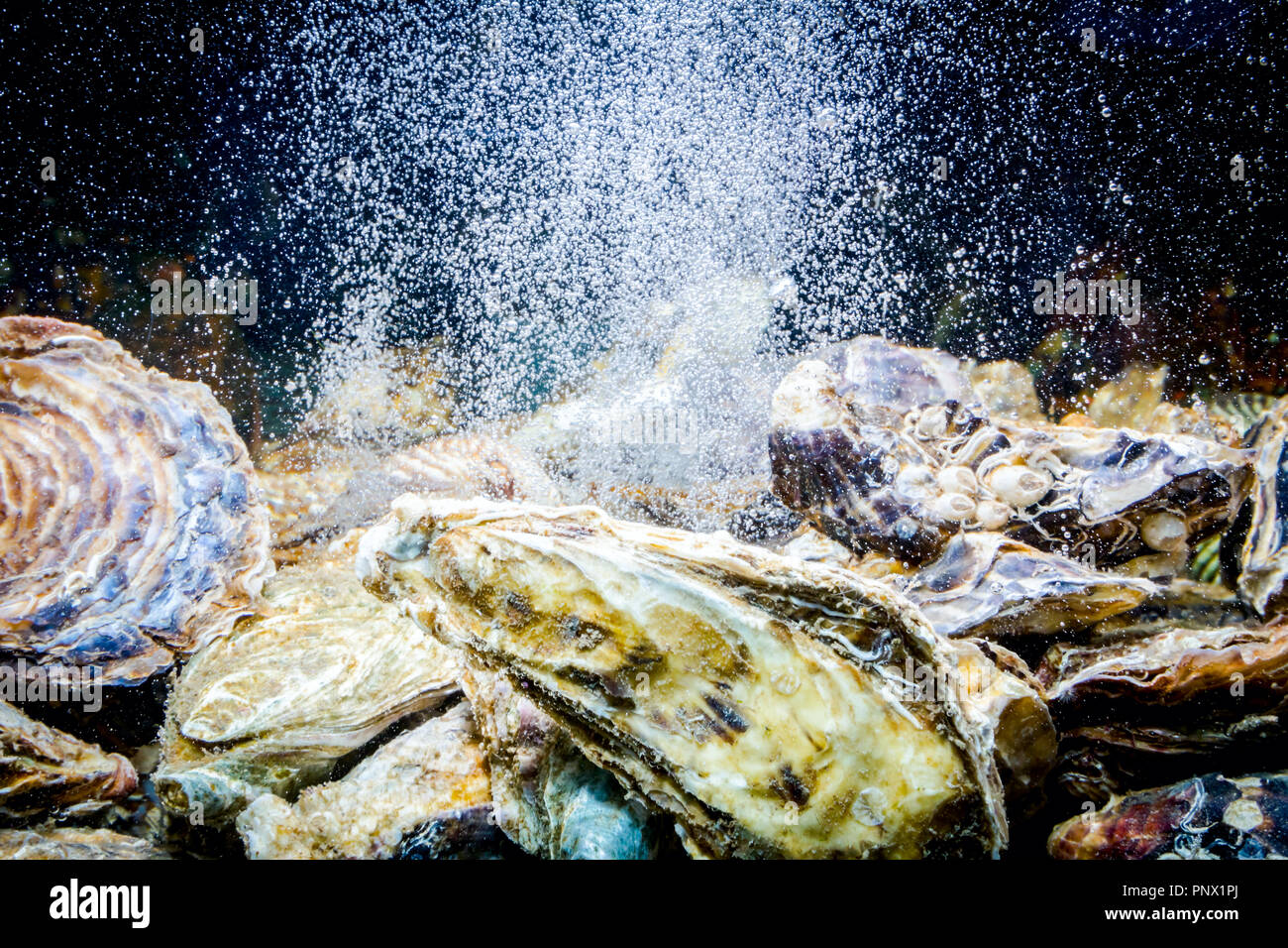 Live oysters for clearance sale for fish tank