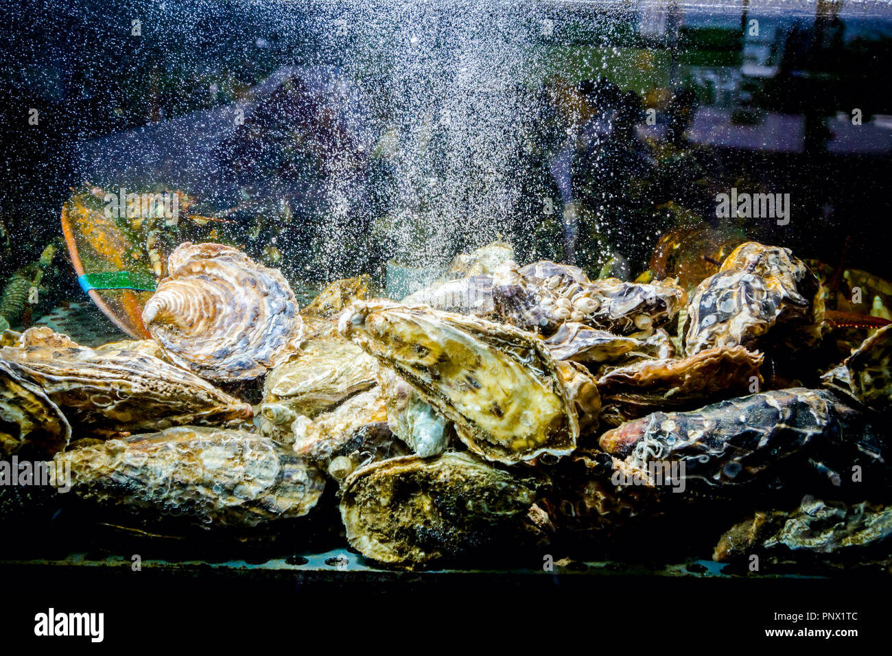 Live oysters for clearance sale for fish tank