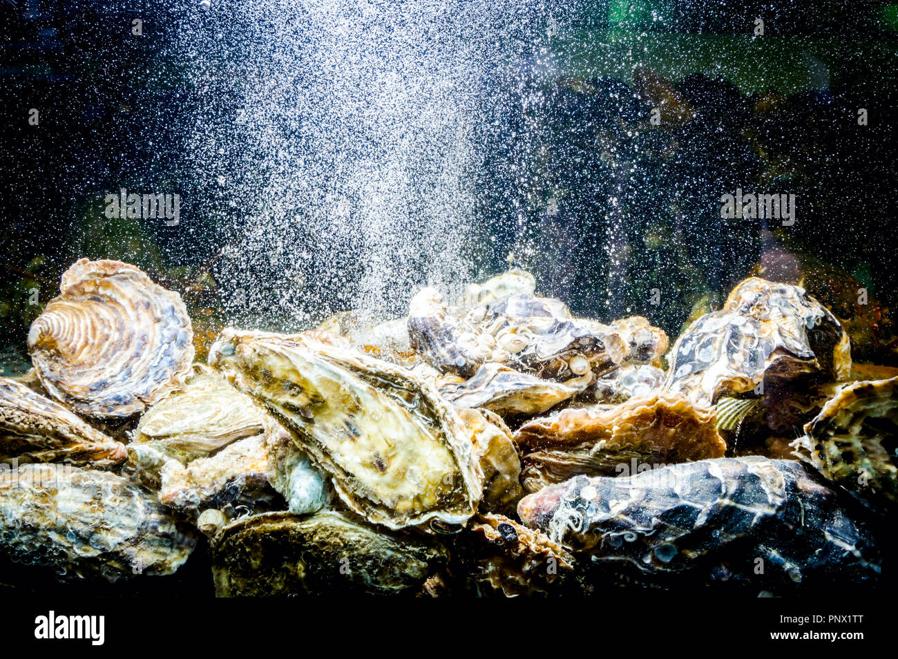 Oysters Underwater High Resolution Stock Photography and Images Alamy