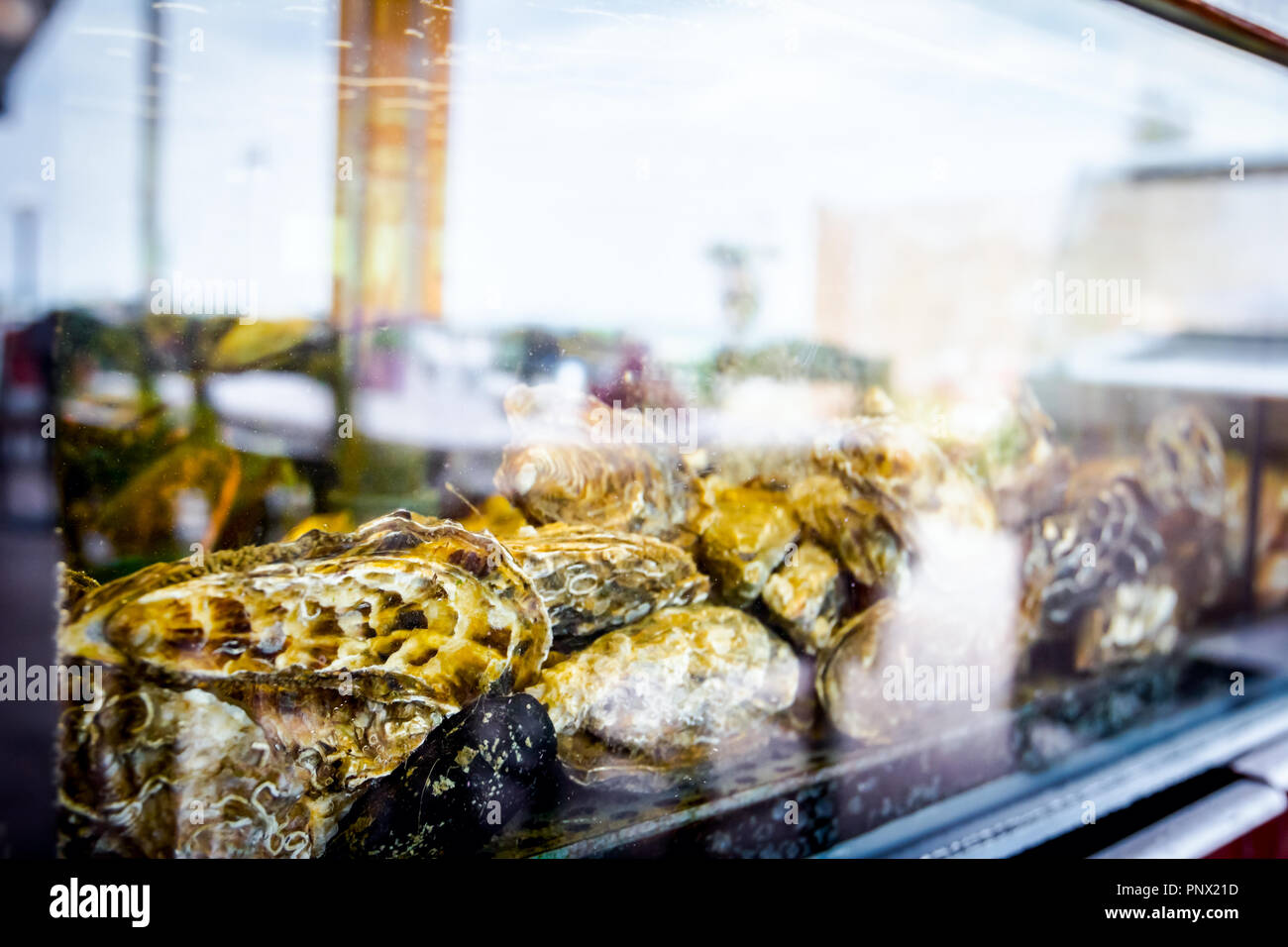 Live oysters are in aquarium, tank at traditional seafood restaurant
