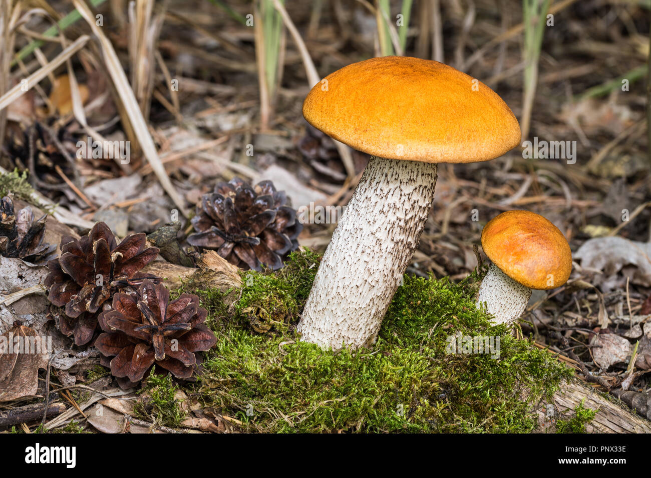 Orange birch boletes close-up. Leccinum versipelle. Two edible mushrooms with white stem growing near green moss. Brown cones. Small and big boletus. Stock Photo