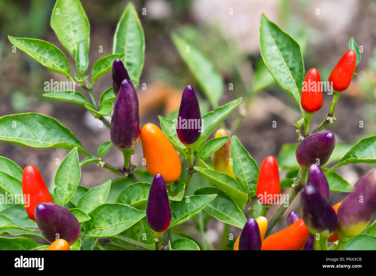 Small red hot chili peppers close-up. Capsicum frutescens. Growing plant detail. Garden bed, greenhouse. Spicy bio capsicums, green leaves. Capsaicin. Stock Photo
