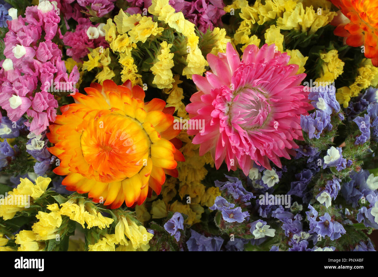 Colorful Statice (Limonium) and Helichrysum flowers background Stock Photo