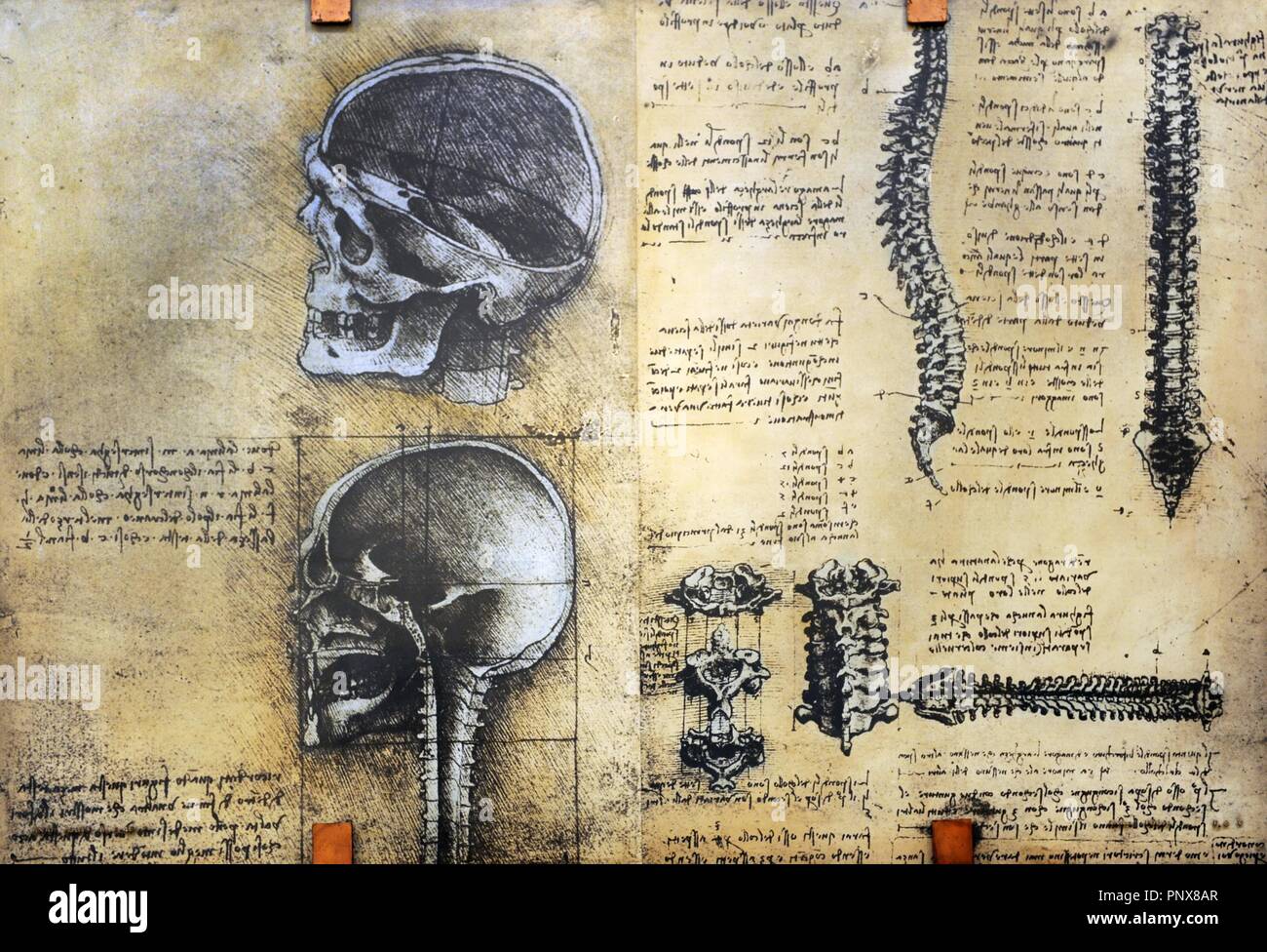 Study of anatomy by Leonardo Da Vinci. 15th century. Skeletal structure. National Museum of Science and Technology Leonardo da Vinci. Milan. Italy. Stock Photo