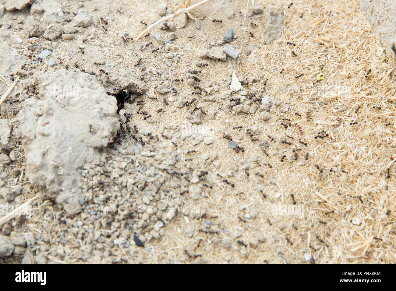 Black ants in desert near an anthill . Sugar ants gather around the